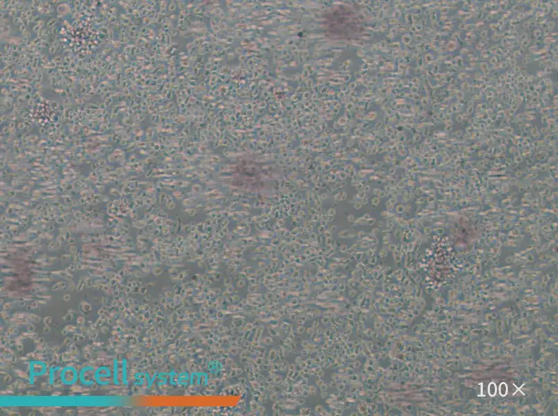 GM23688 Cell Complete MediumGM23688 Cell Complete Medium - 2