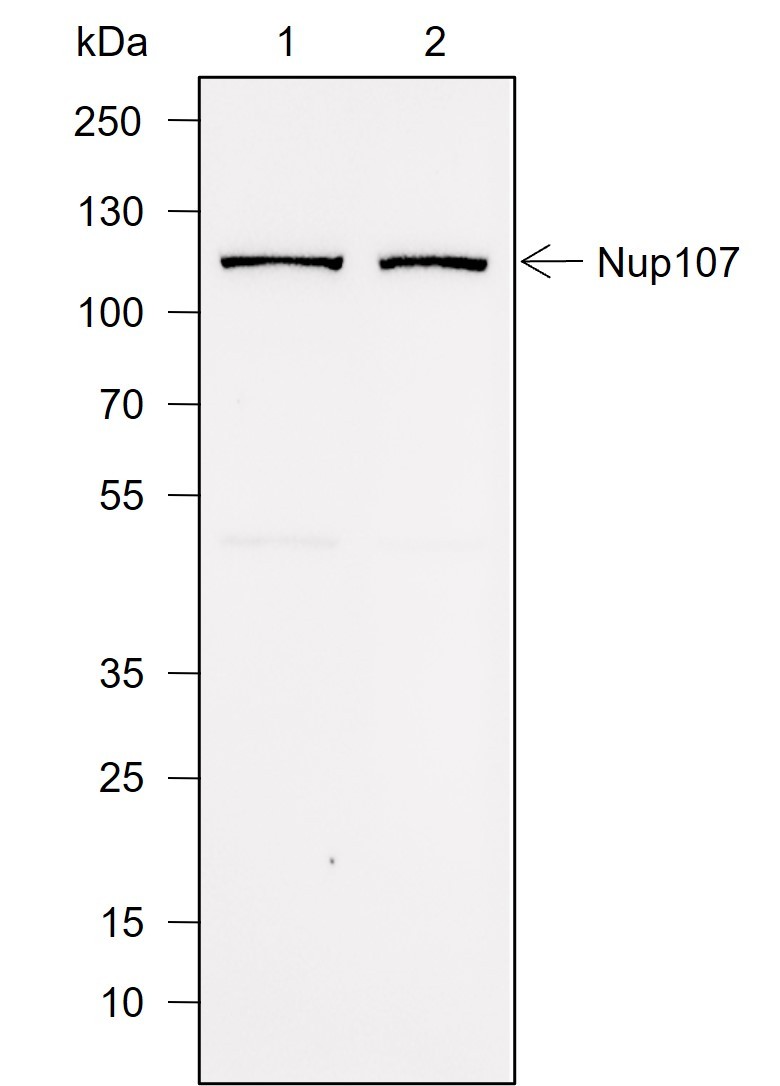 Recombinant NUP107 Monoclonal Antibody-searchlist-1