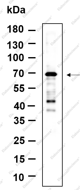 Recombinant NF2 Monoclonal Antibody - 1