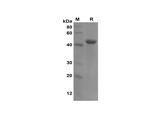 Recombinant Mouse TNF-α Protein(GST Tag)-1