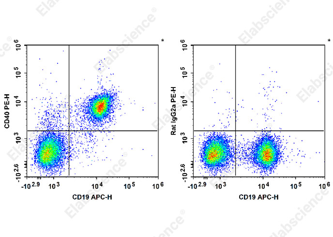 C57BL/6 murine splenocytes are stained with PE Anti-Mouse CD40 Antibody (filled gray histogram). Unstained splenocytes (empty black histogram) are used as control.