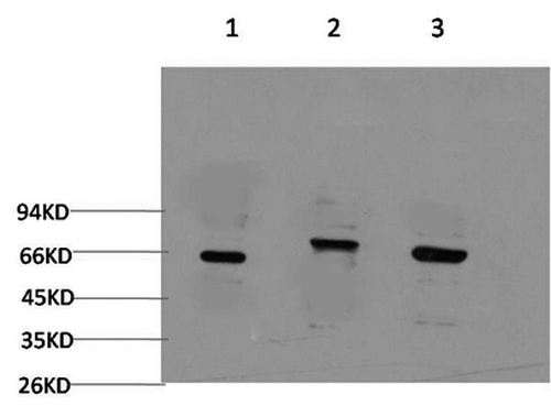 Western Blot analysis of 1) 293T, 2) C2C12, 3) Rat brain using BECN1 Monoclonal Antibody at dilution of 1:2000.