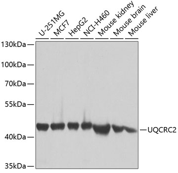 Western blot analysis of extracts of various cell lines using UQCRC2 Polyclonal Antibody at dilution of 1:1000.