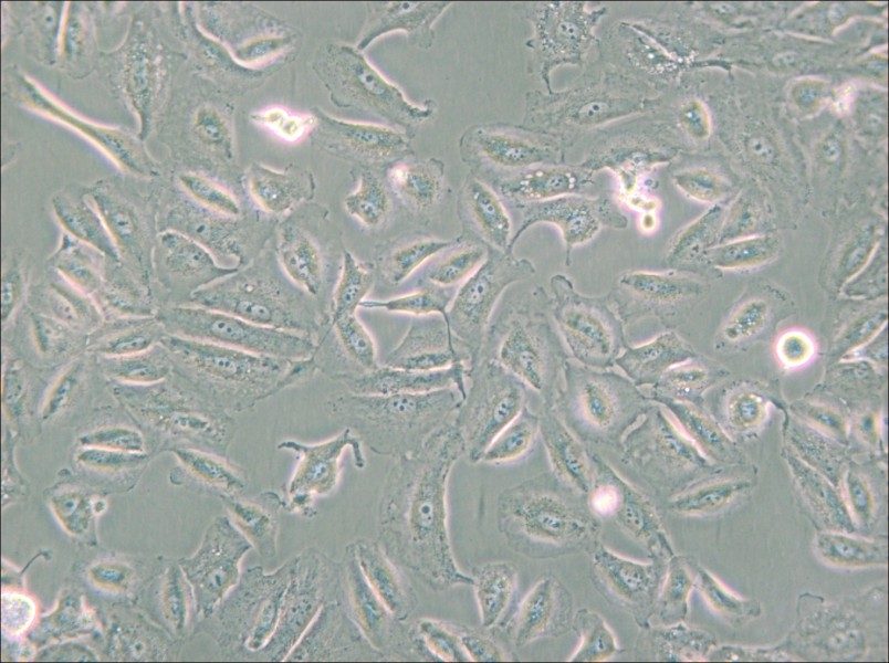Caki-2 Cell Complete Medium - 5