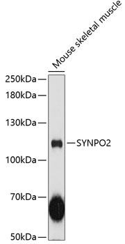 Western blot analysis of extracts of mouse skeletal muscle using SYNPO2 Polyclonal Antibody at 1:3000 dilution.