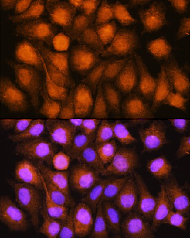 Immunofluorescence analysis of HeLa cells using ASNA1 Polyclonal Antibody at dilution of 1:100. Blue: DAPI for nuclear staining.