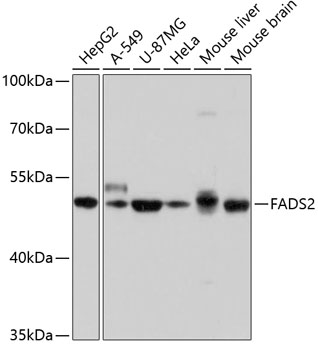 Western blot analysis of extracts of various cell lines using FADS2 Polyclonal Antibody at dilution of 1:1000.