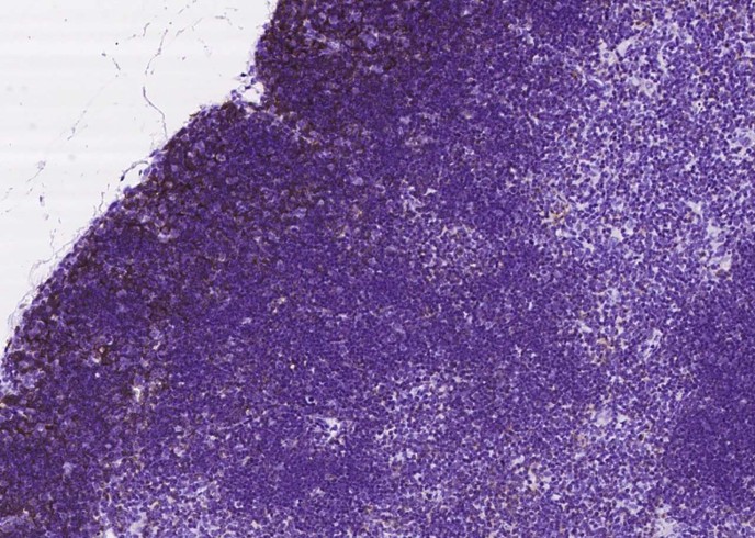 Recombinant CD8 alpha/CD8A Monoclonal Antibody - small - 3
