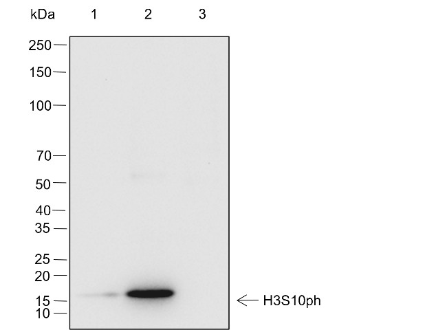 Recombinant Phospho-Histone H3 (Ser10) Monoclonal Antibody - small - 4