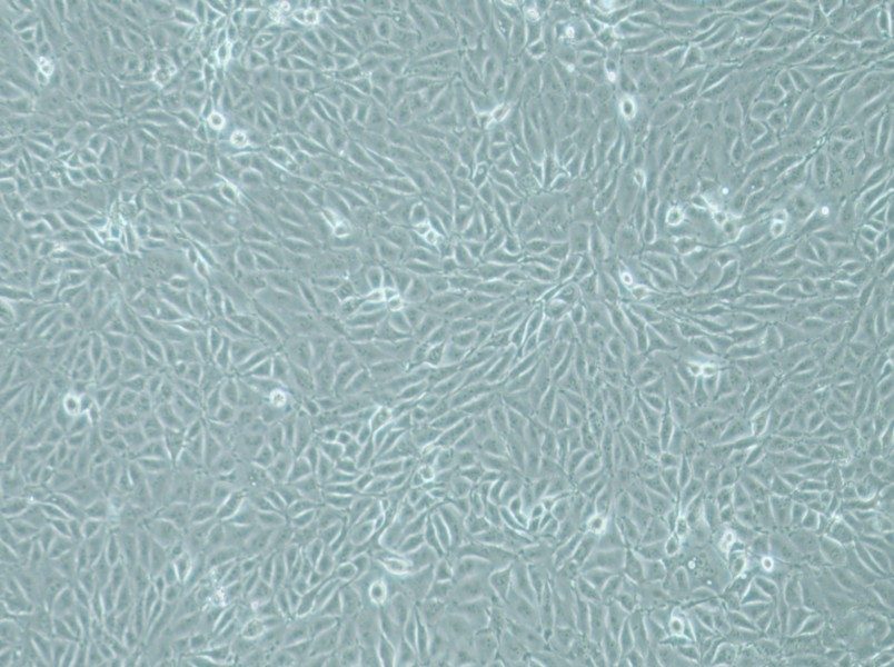 IPEC-J2 Cell Complete Medium - 2