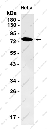 Recombinant TRIM56 Monoclonal Antibody - 1