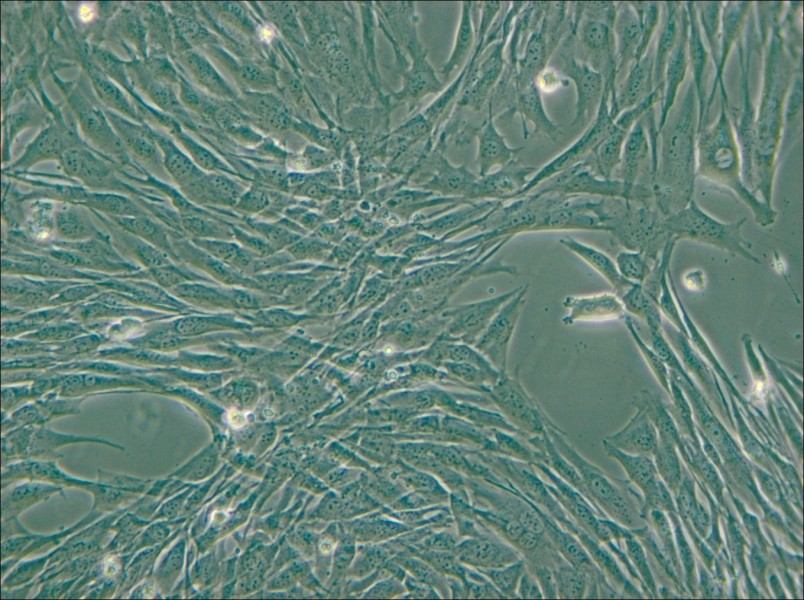 C2C12 Cell Complete Medium - small - 5