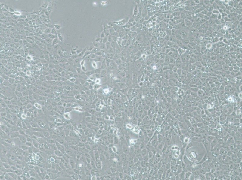 UM-SCC-1 Cell Complete MediumUM-SCC-1 Cell Complete Medium - 2