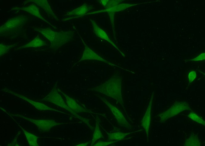CMPK1 Monoclonal Antibody-searchlist-1