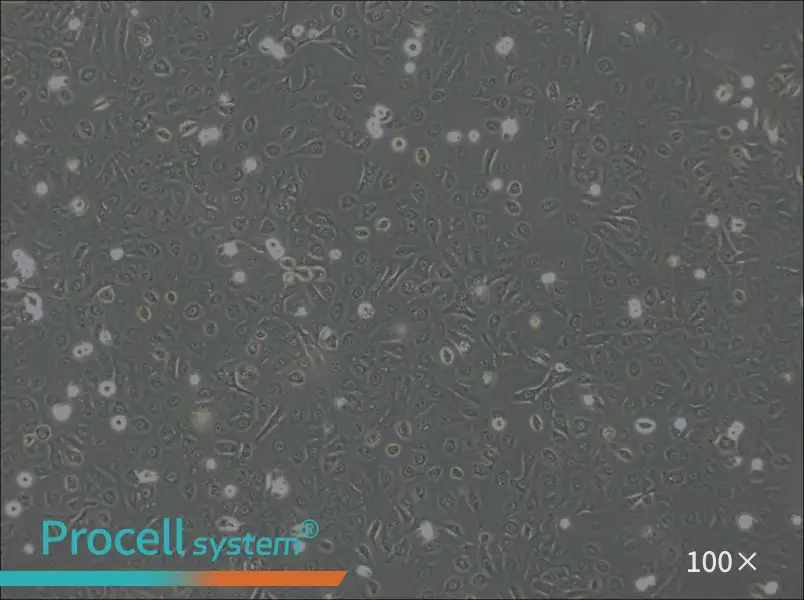 OVCA429 Cell Complete MediumOVCA429 Cell Complete Medium - 3