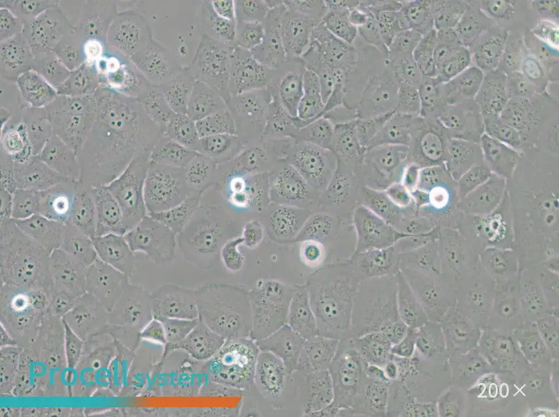 HCC1937 Cell Complete Medium - small - 6