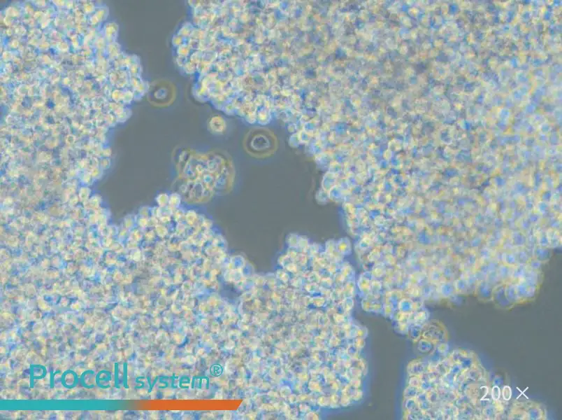 SHP-77 Cell Complete Medium - small - 4