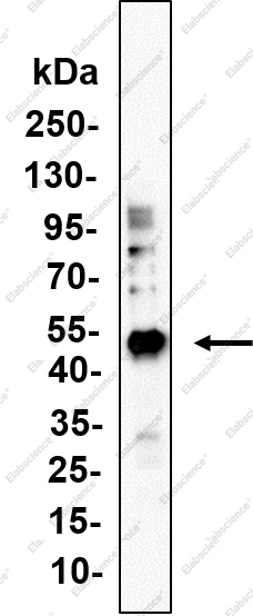 Recombinant CCR2 Monoclonal Antibody - 1