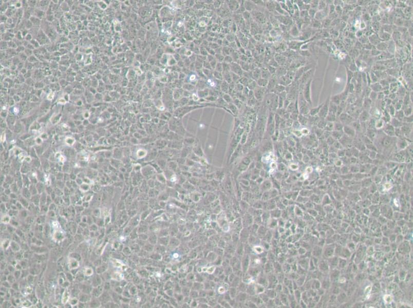 MH7A Cell Complete Medium - 2