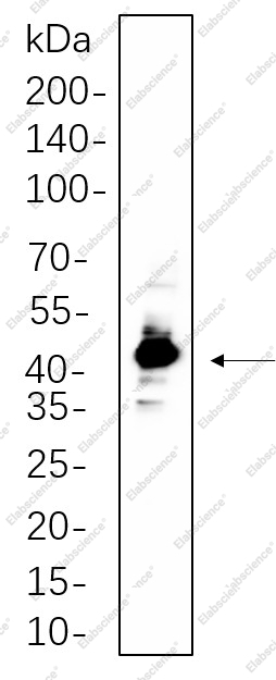 Recombinant IRF-1 Monoclonal Antibody - 1