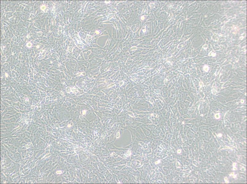 15P-1 Cell Complete Medium-searchlist-1