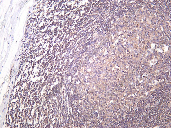 Recombinant IRAK4 Monoclonal Antibody - 1