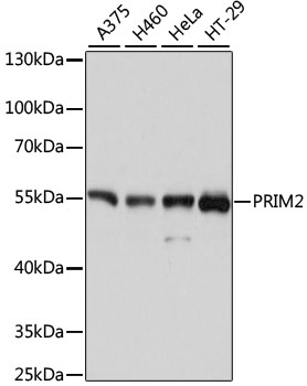 Western blot analysis of extracts of various cell lines using PRIM2 Polyclonal Antibody at dilution of 1:3000.