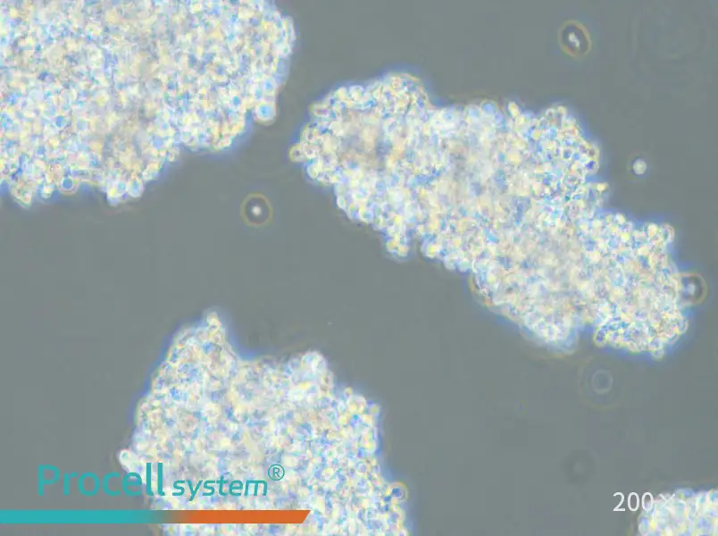 DMS 153 Cell Complete Medium - 6