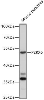 Western blot analysis of extracts of mouse pancreas using P2RX6 Polyclonal Antibody at 1:1000 dilution.