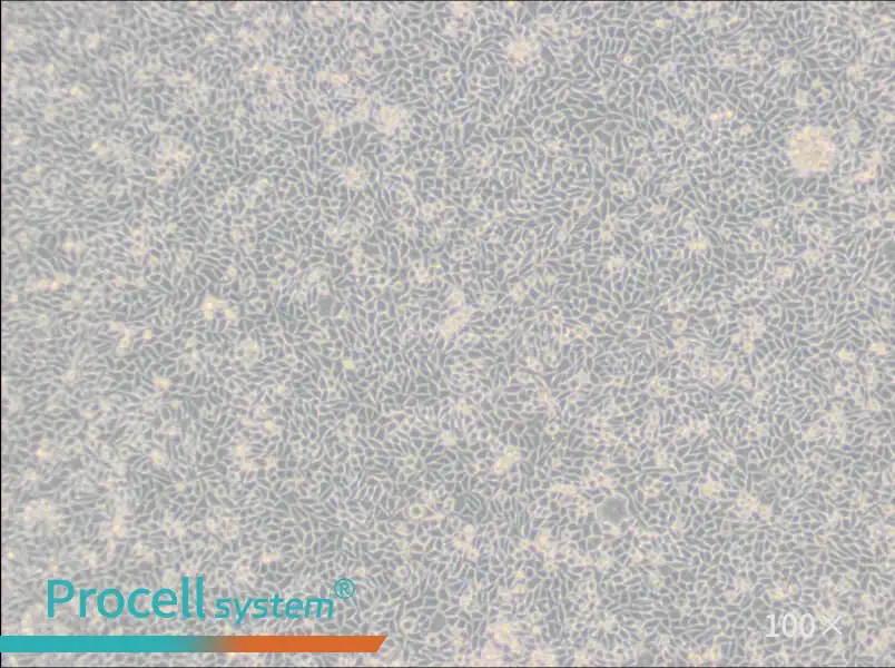 LM/TK [LMTK-] Cell Complete Medium - 2