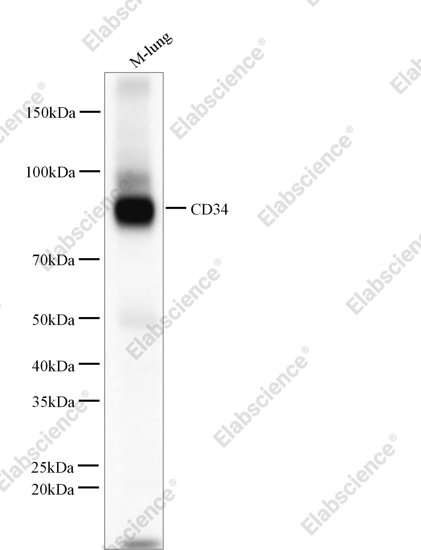 Recombinant CD34 Monoclonal Antibody - 1