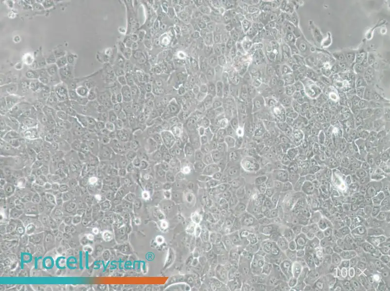 MCF-12A Cell Complete MediumMCF-12A Cell Complete Medium - 2