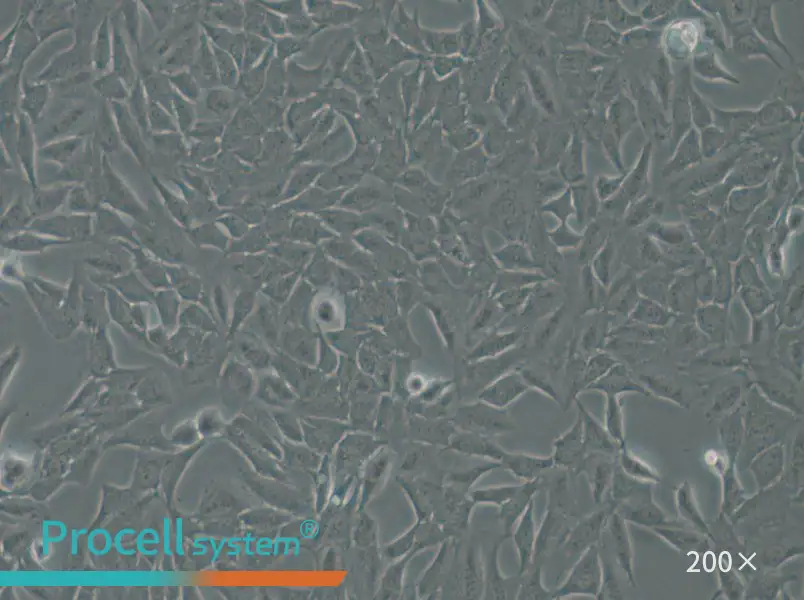 Py230 Cell Complete Medium - 6