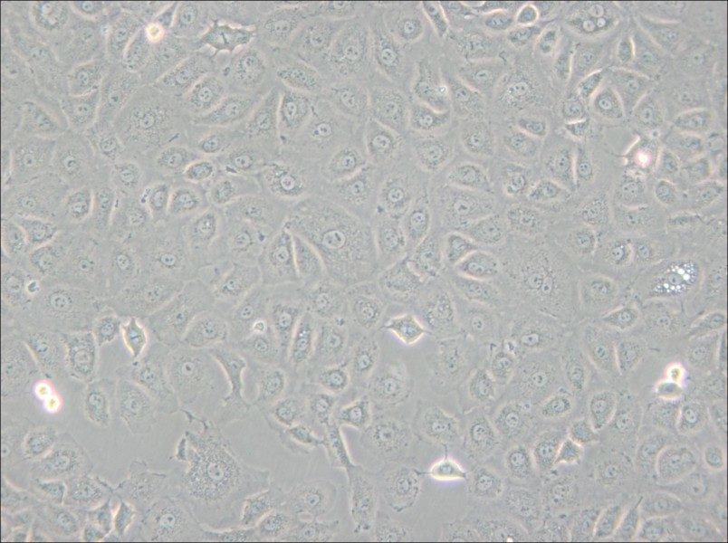 WB-F344 Cell Complete Medium - 4