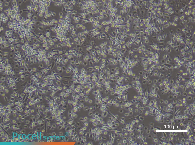 Rat Bone Marrow-Derived Macrophage Complete MediumRat Bone Marrow-Derived Macrophage Complete Medium - 3