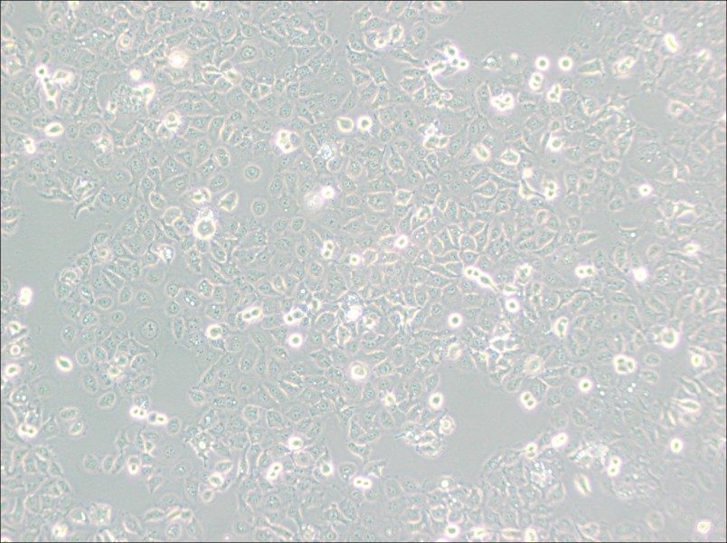 KYSE-150 Cell Complete Medium - 3