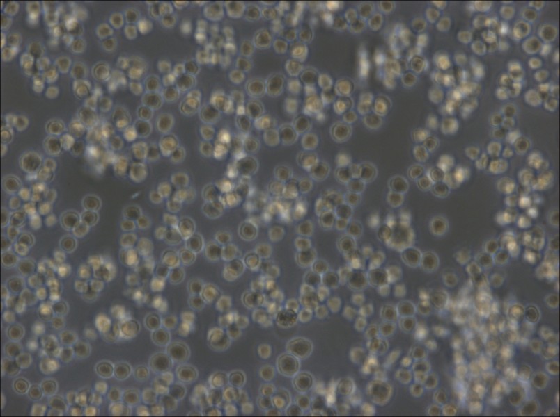 A20 Cell Complete Medium - small - 5