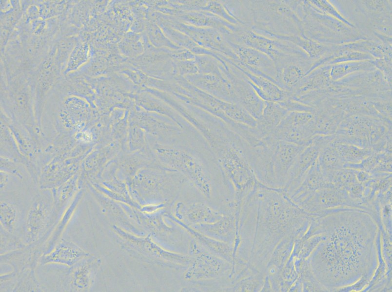 SNU-475 Cell Complete Medium - 5