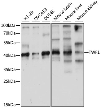 Western blot analysis of extracts of various cell lines using TWF1 Polyclonal Antibody at 1:1000 dilution.