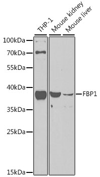 Western blot analysis of extracts of various cell lines using FBP1 Polyclonal Antibody at dilution of 1:1000.