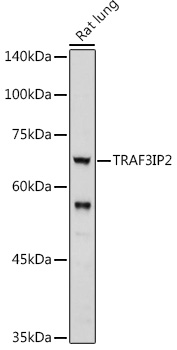 Western blot analysis of extracts of Rat lung using TRAF3IP2 Polyclonal Antibody at 1:1000 dilution.