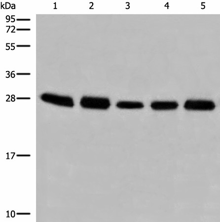 Western blot analysis of 293T cell lysates  using GATD3B Polyclonal Antibody at dilution of 1:250