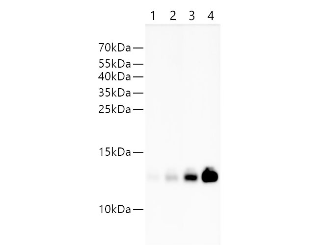 Western blotting of Streptavidin with anti-Streptavidin rabbit polyclonal antibody at dilution of 1:1000. Lane 1 : Recombinant Streptavidin protein at 6.25ng; Lane 2 : Recombinant Streptavidin protein at 12.5ng; Lane 3: Recombinant Streptavidin protein at 25ng; Lane 4: Recombinant Streptavidin protein at 50ng