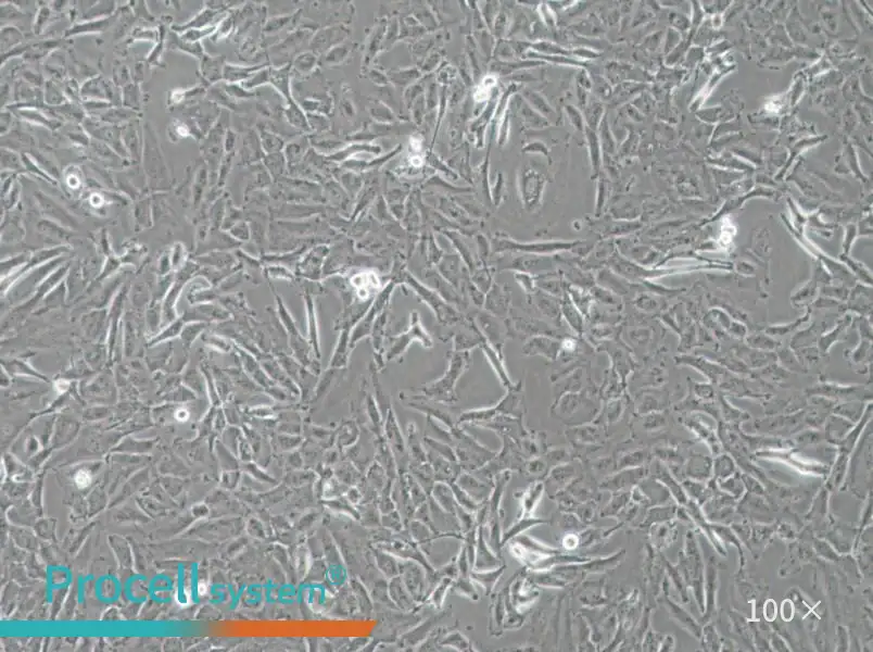 OCUT-2C Cell Complete MediumOCUT-2C Cell Complete Medium - 3