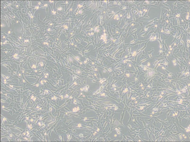 Super Tube Cell Complete Medium - 2