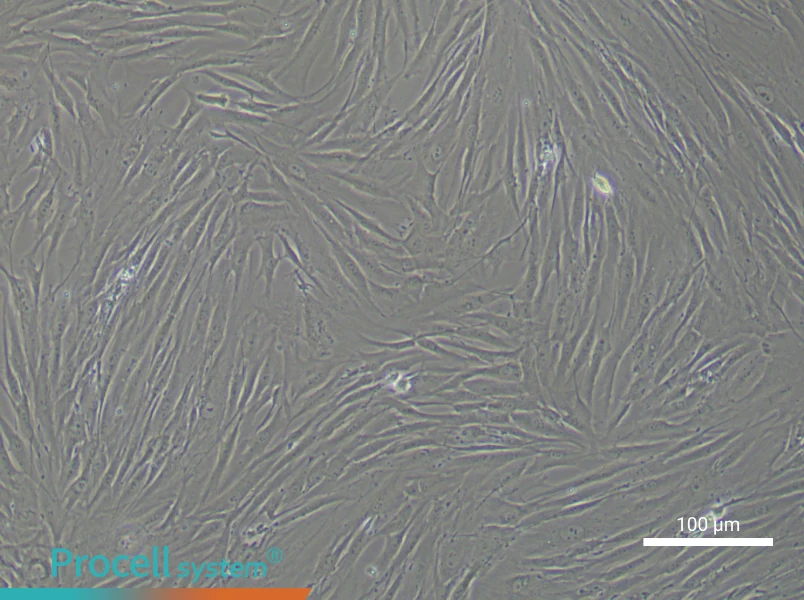 Human Chondrocyte Complete MediumHuman Chondrocyte Complete Medium - 2