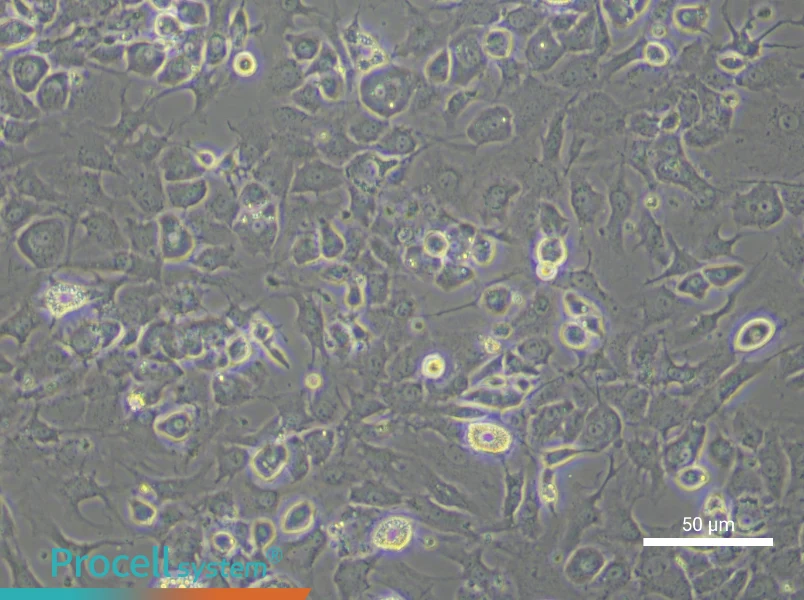 Mouse Chondrocytes - 5