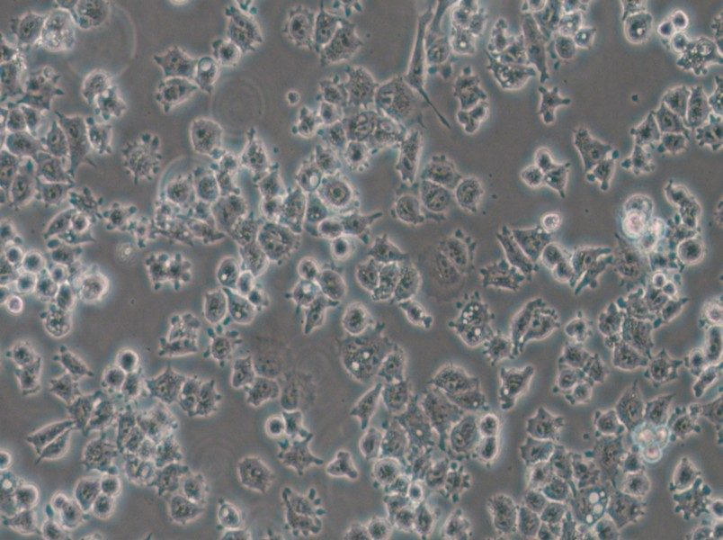 A-427 Cell Complete Medium - 6