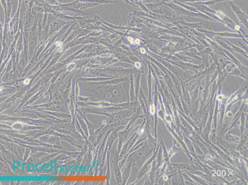 GCT Cell Complete Medium - 4