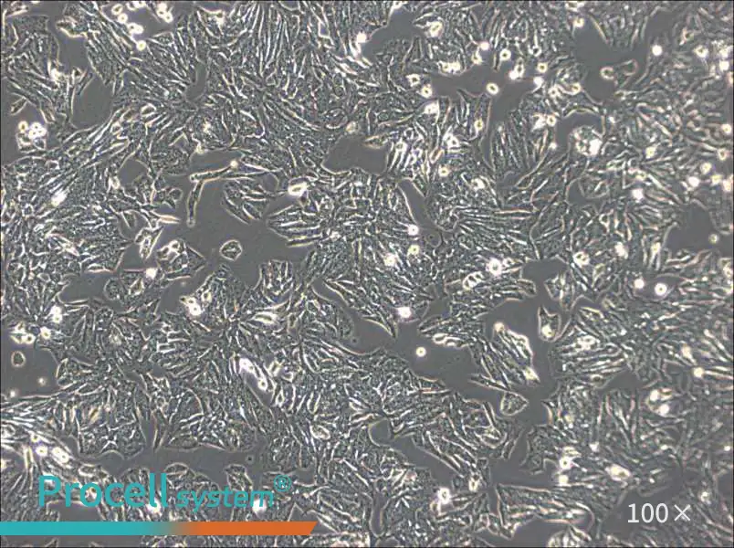 Y1 [Y-1] Cell Complete Medium - 1